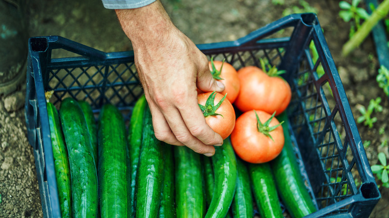 Basket of cucumbers and toamtoes