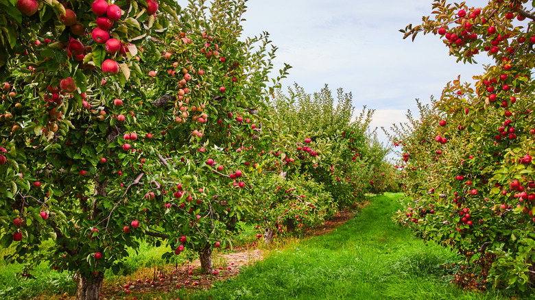 A row of an apple orchard with red apples on each tree