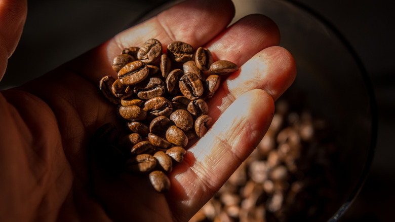 A close up of a hand holding some coffee beans