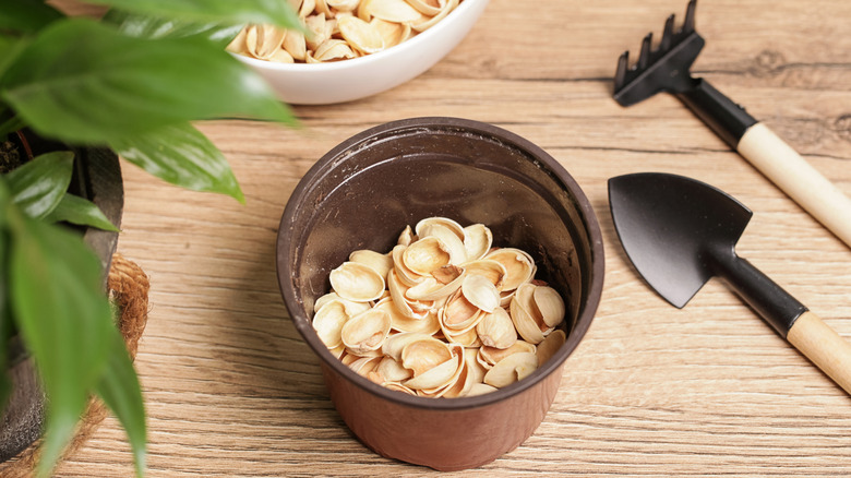 Pistachio shells with gardening tools