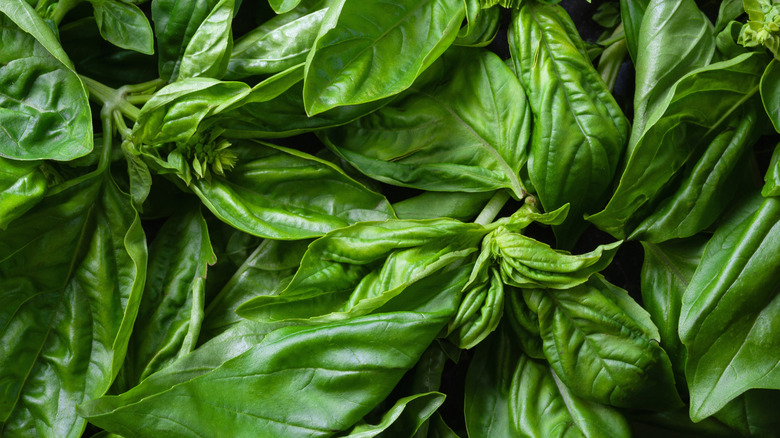 A close up image of some fresh basil