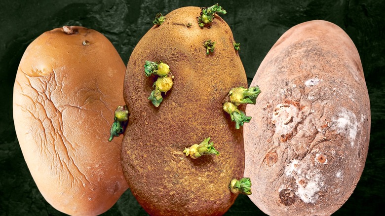 Three rotten potatoes