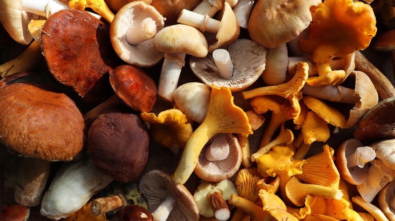 Several varieties of fresh mushrooms