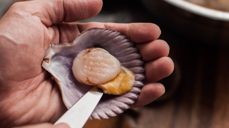 Fresh, raw scallops