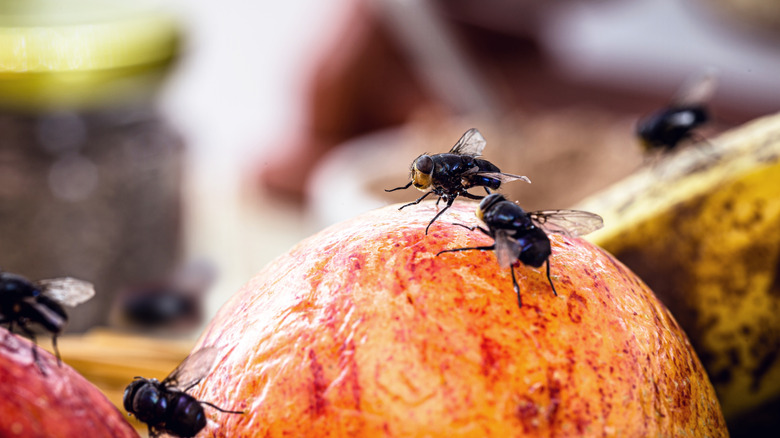 Fruit flies are photographed close up on a rotting piece of fruit.