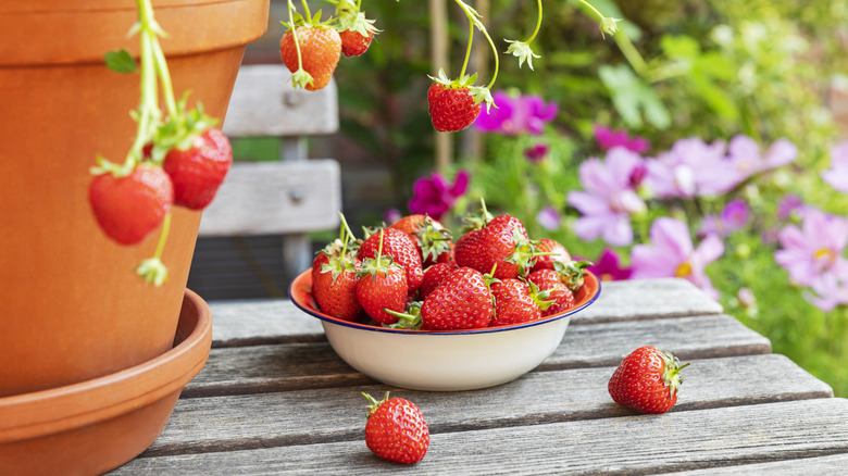 Bowl of strawberries under plant