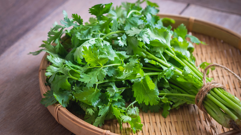 fresh coriander tied up on wooden plate
