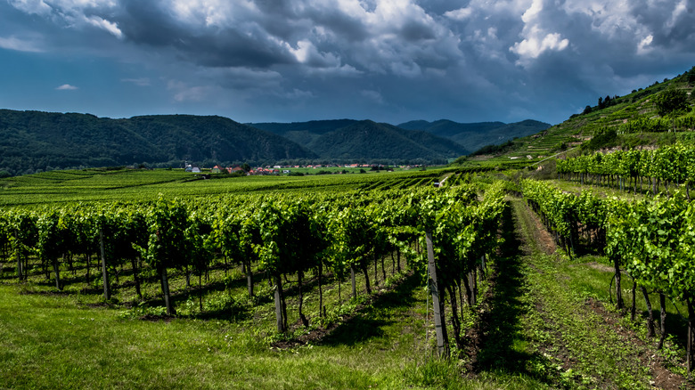 Clouds hovering over a vineyard in Austria
