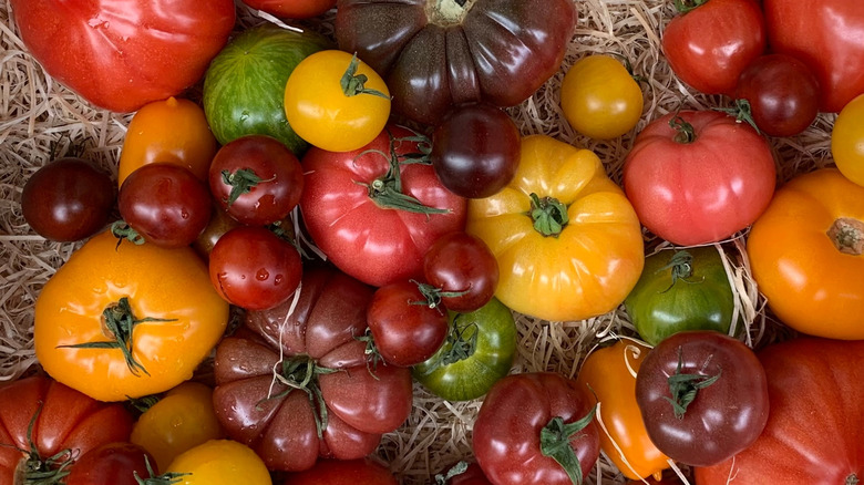Overhead view of colorful heirloom tomatoes on hay