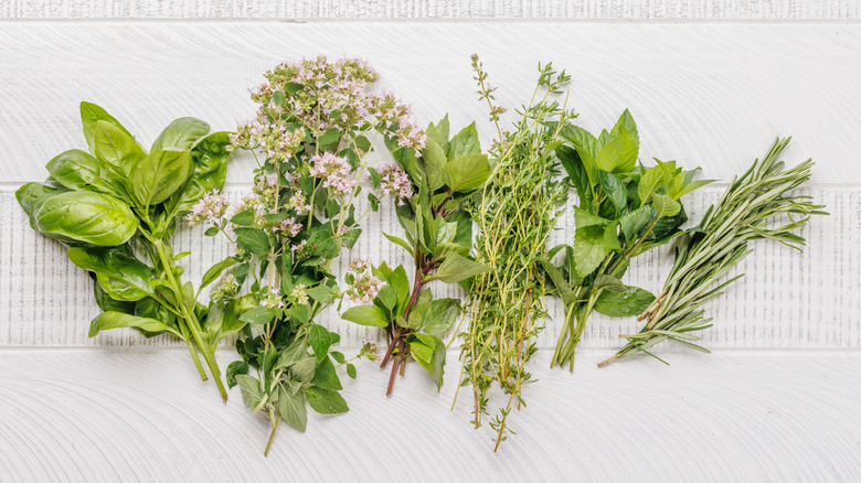 Fresh herbs against a white background