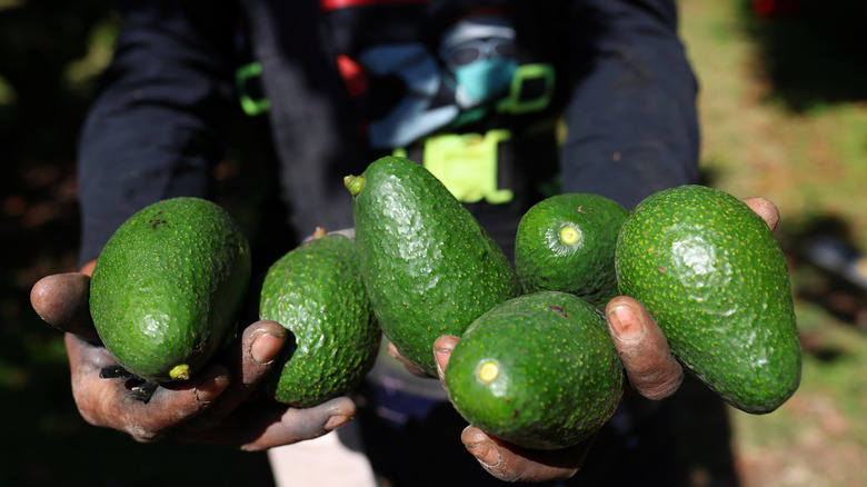 Hands holding avocados in Jalisco, Mexico