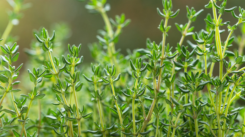 Fresh thyme growing in the garden