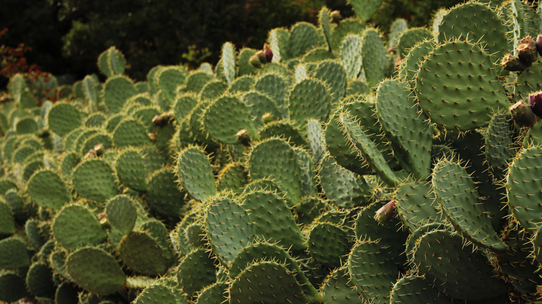 a sea of prickly cactuses in a desert
