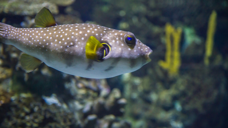 A blowfish underwater
