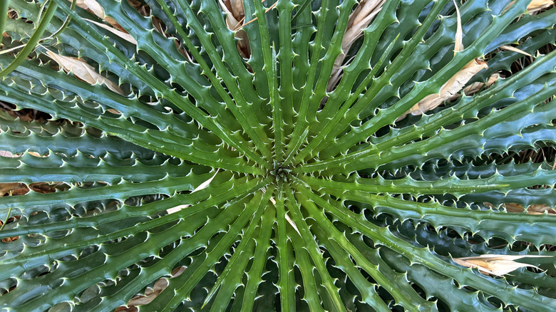 Close up of sotol plant