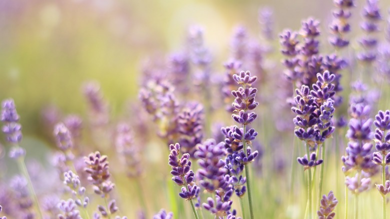 Freshly growing lavender field