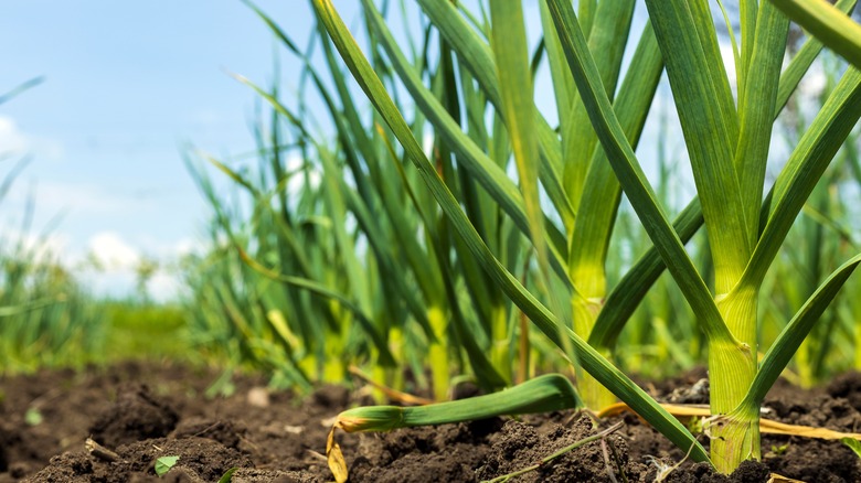 Green garlic sprouting from field