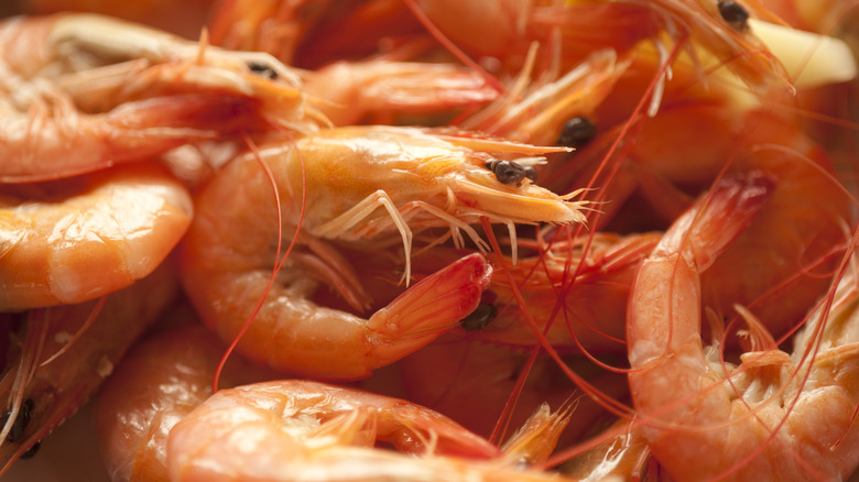 Close up of fresh shrimp