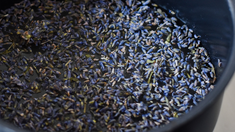 lavender flowers in a pot 
