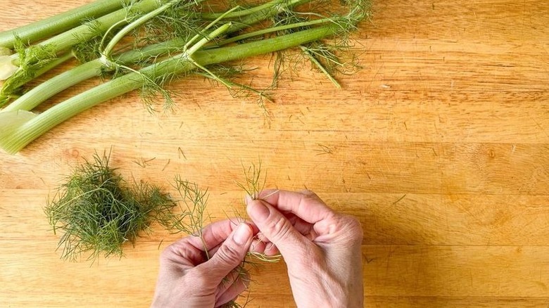 Picking fennel fronds from fennel stalks