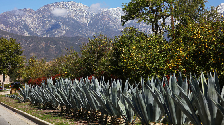 agave grown in California