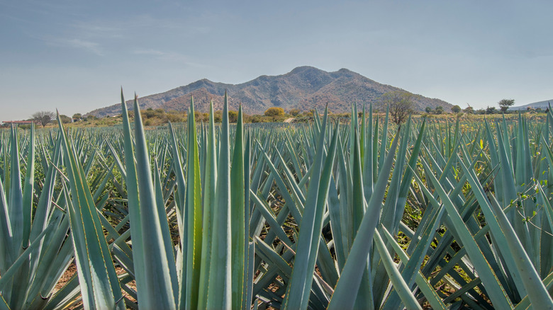 a field of blue agave