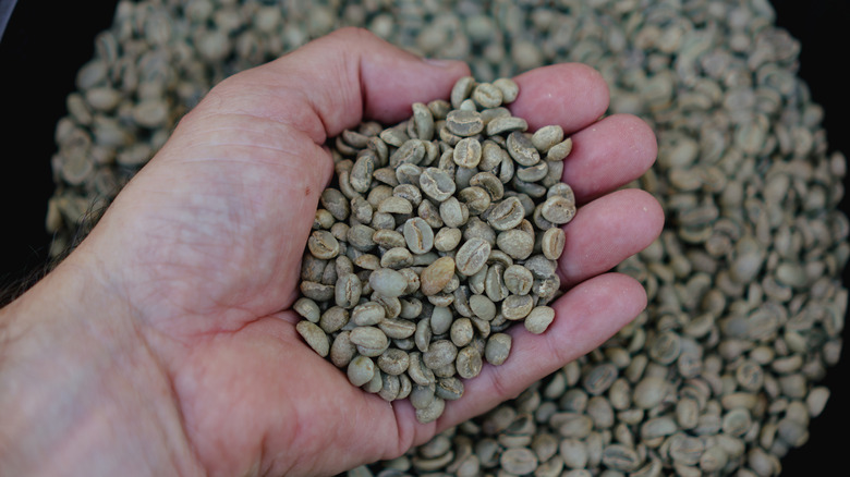 Hand holding green coffee beans