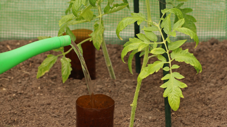A herb being watered